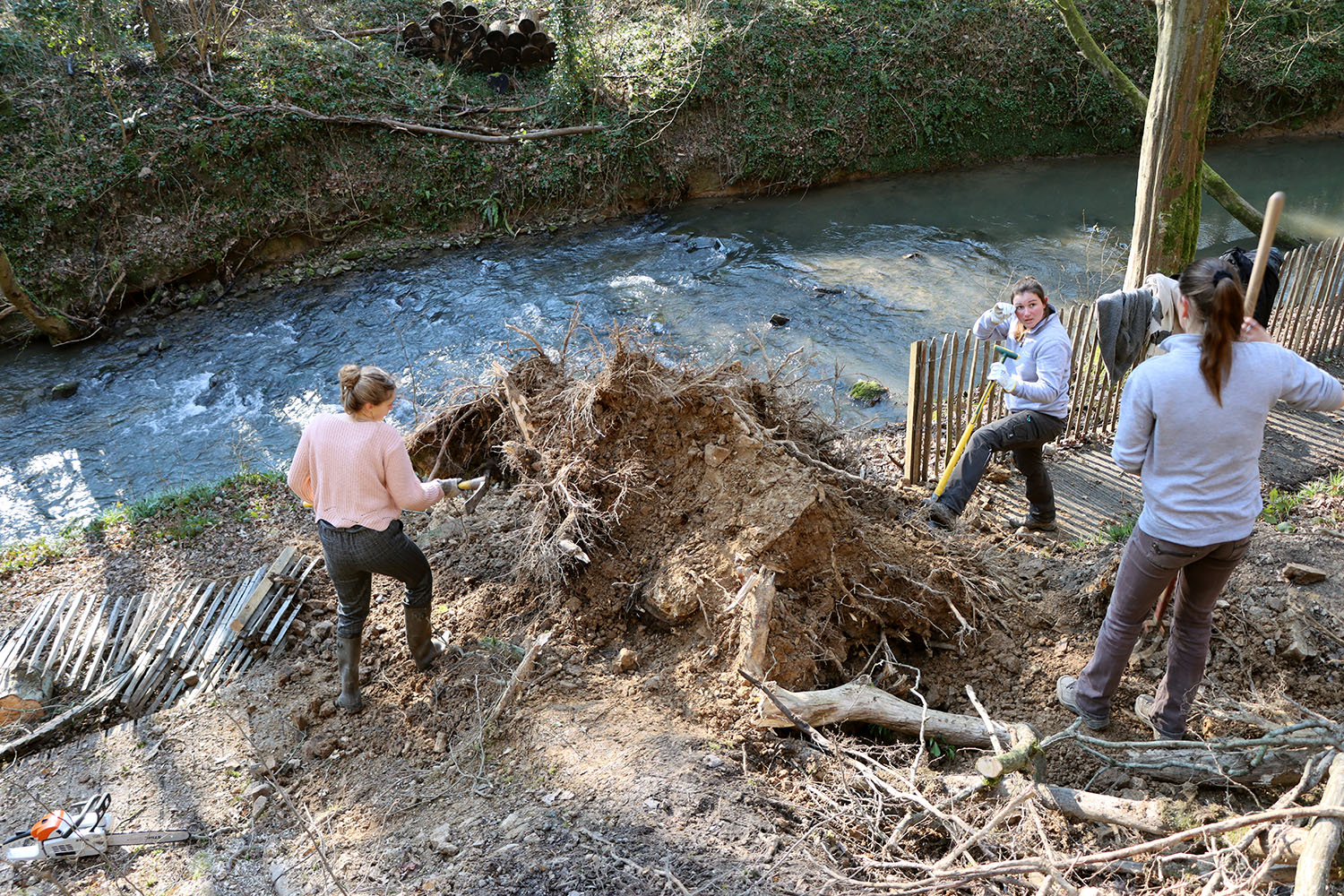 Intervention sur la souche