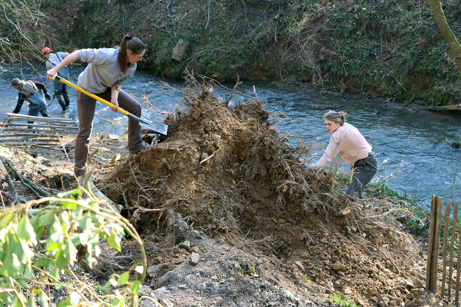 Intervention sur la souche