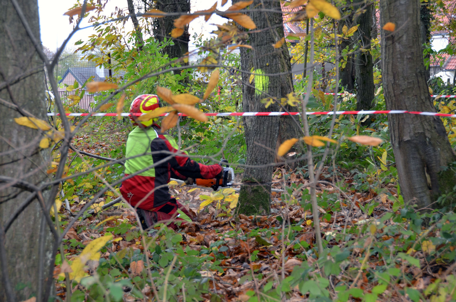 Abattage d'arbre