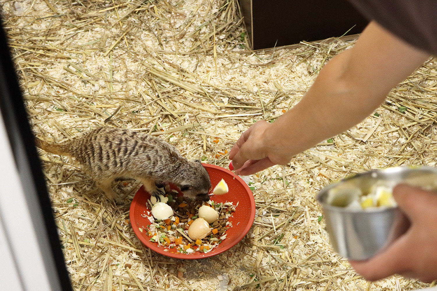 Suricate qui s'alimente