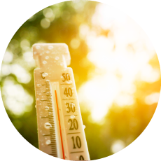 Canicule